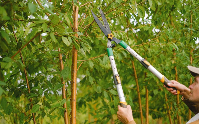 Tree trimming in Ellsinore, MO
